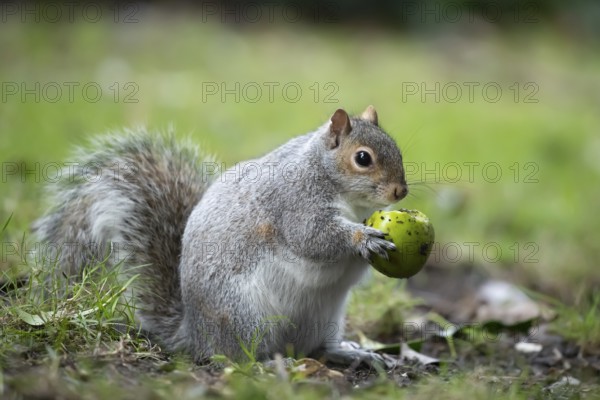 Grey squirrel (Sciurus carolinensis) adult animal feeding on a Walnut tree nut in the winter,