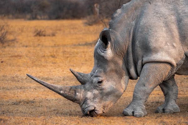 Southern white rhinoceros (Ceratotherium simum simum), grazing, animal portrait, in the evening