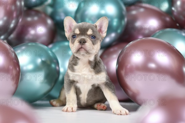 Cute 6 weeks young healthy tan French Bulldog dog puppy with husky markings and colorful balloons