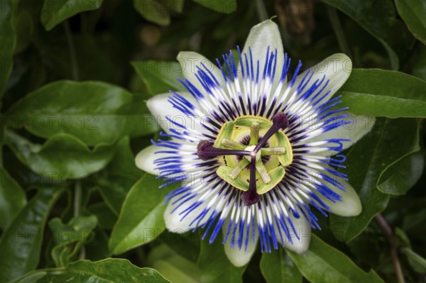 Top view of an exotic, blue-violet passion flower (Passiflora), Royal Botanic Gardens (Kew