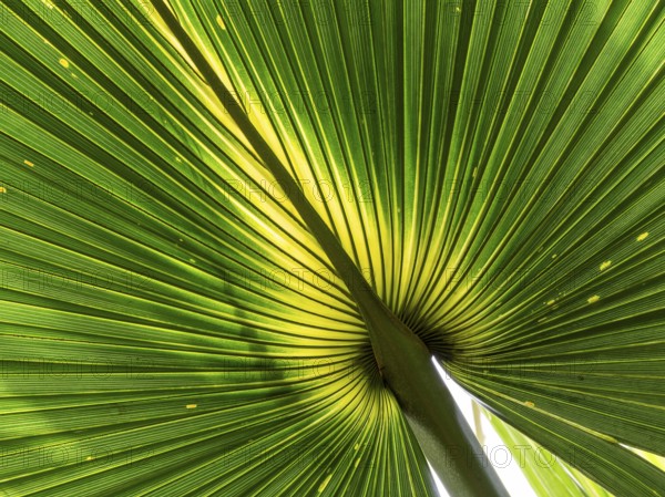 Close-up of a palm leaf, Royal Botanic Gardens (Kew Gardens), UNESCO World Heritage Site, Kew,