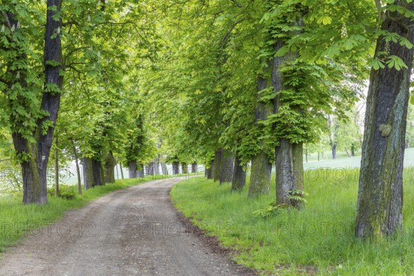 Listed avenue with old trees of white horse chestnut (Aesculus hippocastanum) in Hermsdorf,