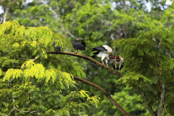 King vulture (Sarcoramphus papa), cock, vulture birds (Aegypiinae), Laguna del Lagarto Lodge,