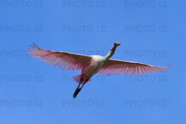 Roseate spoonbill (Ajaja ajaja), flying in the clear blue sky, Black Point Wildlife Drive,