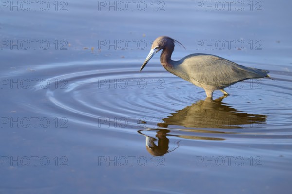 Great Blue Heron (Egretta caerulea), walking and reflecting in the water, Black Point Wildlife