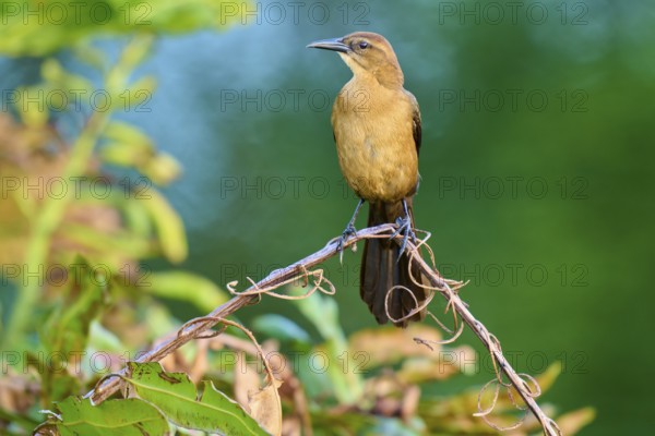 Grackle (Quiscalus quiscula), female sitting on a branch, spring, Wakodahatchee Wetlands, Delray