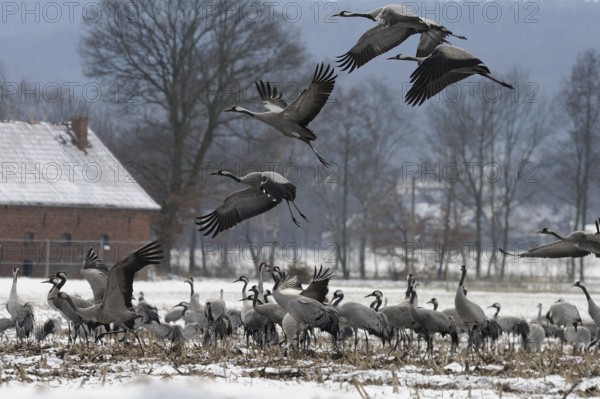 Cranes (grus grus) resting on their southbound migration while foraging in a harvested maize field