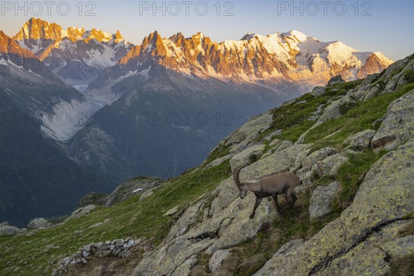 Alpine ibex (Capra ibex), adult male, in front of a mountain panorama at sunset, Grandes Jorasses