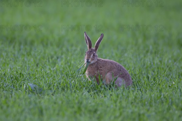 European brown hare (Lepus europaeus) juvenile baby leveret animal feeding in a farmland cereal