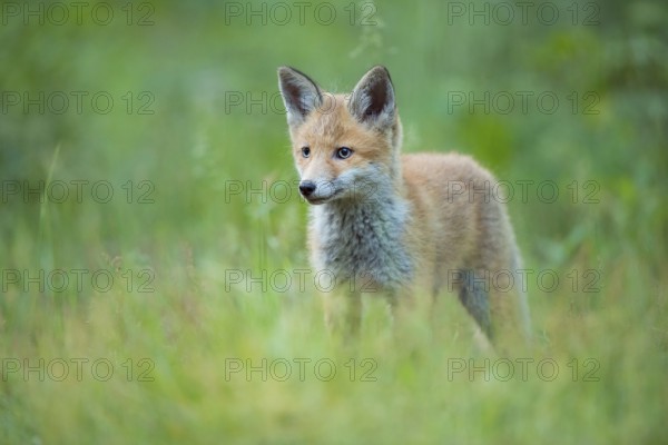 Red fox (Vulpes vulpes), young fox standing in a meadow and looking curiously, summer, Hesse,