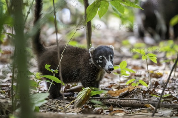White-nosed coati (Nasua narica), adult, in the rainforest, Corcovado National Park, Osa, Puntarena