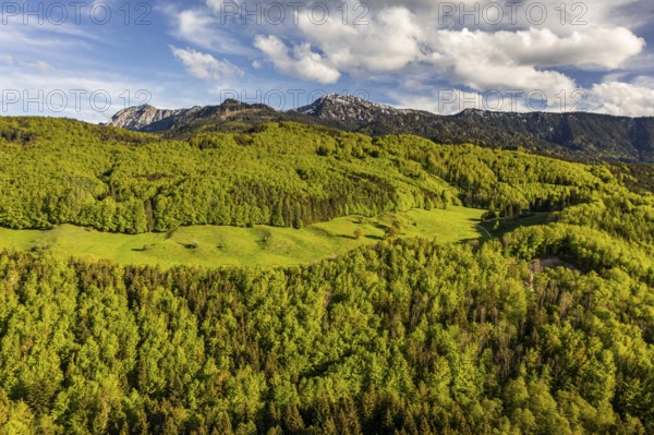 Aerial view of a mountain forest in front of mountains in spring, sunny, Ohlstadt, view of