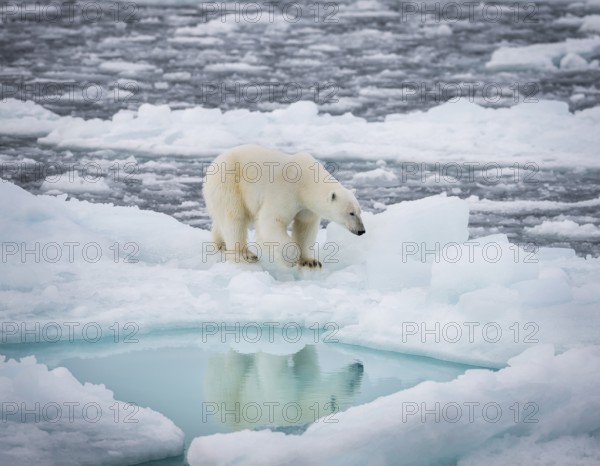 Polar bear (Ursus maritimus) on the pack ice at 82 degrees north reflected in the water, Svalbard
