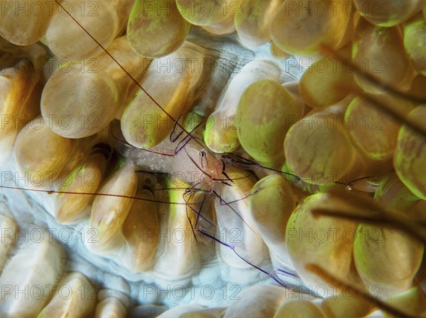 Philippine bubble coral shrimp (Palaemonella philippinensis) on a bubble coral, dive site Prapat,