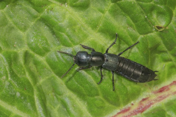 Devil's coach-horse beetle (Ocypu olens) crawling on a green leaf in nature, Baden-Württemberg,