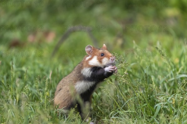 One European hamster (Cricetus cricetus), Eurasian hamster, black-bellied hamster or common