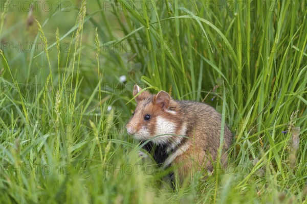 One European hamster (Cricetus cricetus), Eurasian hamster, black-bellied hamster or common