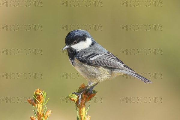 Fir tit (Periparus ater) sitting on a spruce top, wildlife, animals, birds, titmouse, Siegerland,