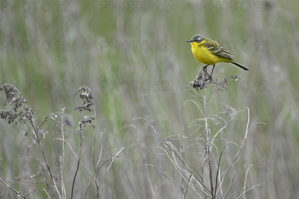 Yellow wagtail (Motacilla flava), male sitting on a thin branch, Lake Neusiedl National Park,