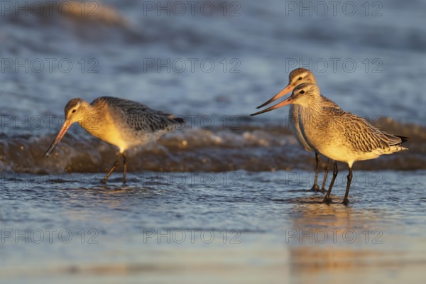 Bar tailed godwit (Limosa lapponica) three adult birds in winter plumage on a coastline, Norfolk,