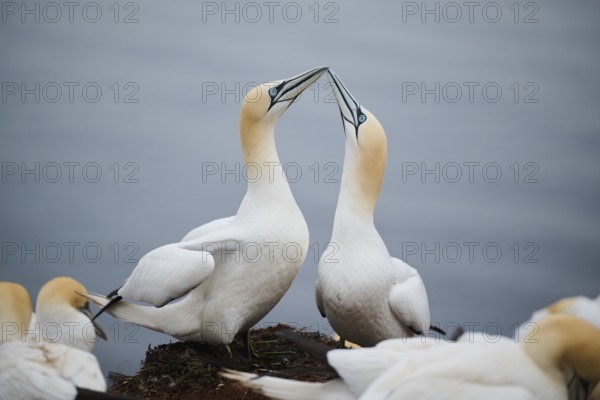 Northern gannet (Morus bassanus) couple greeting each other with their beaks, wildlife, Helgoland,