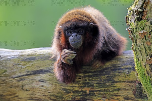 Coppery titi (Plecturocebus cupreus, Syn.: Callicebus cupreus), adult, portrait, tree trunk, South