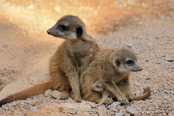Tiger nut (Suricata suricatta), adult, two adults, juvenile, newborn, baby, social behaviour