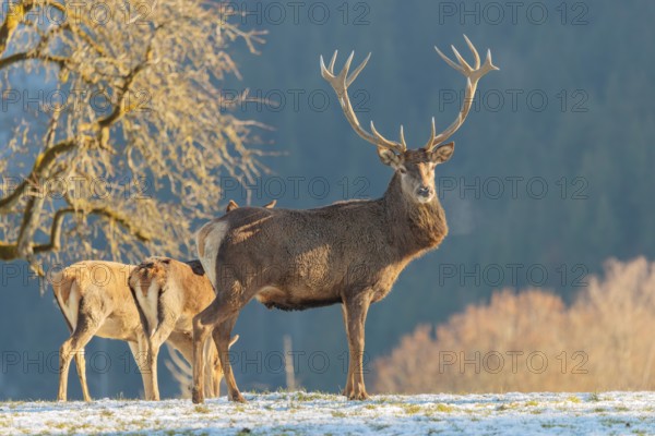 A red deer stag (Cervus elaphus) and two hinds stand in the first light of day on a meadow covered