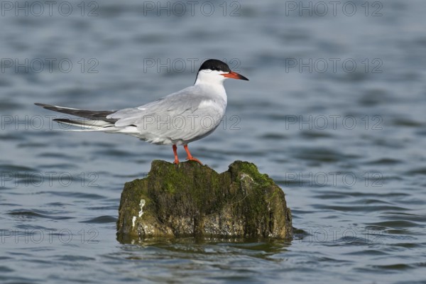 Common Tern (Sterna hirundo), sitting on a stone, West Frisian Islands, province of North Holland,