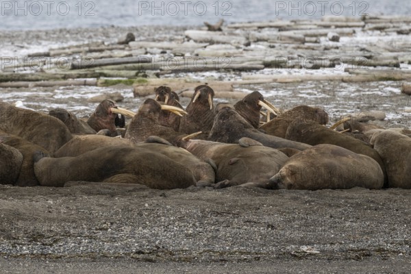 Walrus (Odobenus rosmarus), walrus, wintery headland Ardneset, Svalbard and Jan Mayen archipelago,