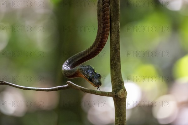 American whipsnake (Mastigodryas melanolomus), slithering on a branch, in the rainforest, Corcovado