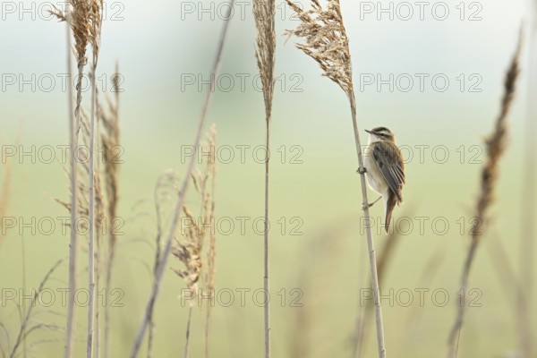 Reed warbler (Acrocephalus schoenobaenus), male on reeds, Lake Neusiedl National Park, Burgenland,