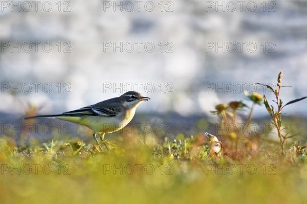 Yellow wagtail (Motacilla flava flava) foraging, Flusslandschaft Peenetal nature park Park,