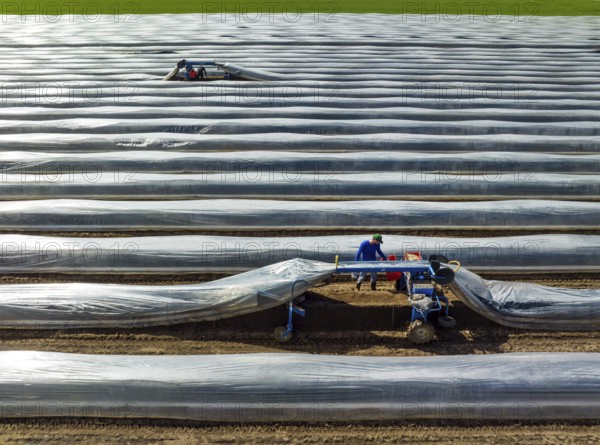 Wesel, North Rhine-Westphalia, Germany, Harvest workers from Eastern Europe harvest the first