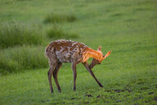 An Altai maral calf Altai wapiti or Altai elk (Cervus canadensis sibiricus) stands in a meadow in