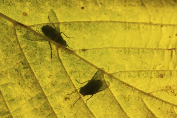 Flesh fly (Sarcophaga crassipalpis) silhouette of two adult insects on a tree leaf in autumn,