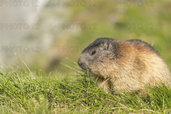 One adult Alpine Marmot, Marmota marmota, feeding on herbs in green grass. Grossglockner high