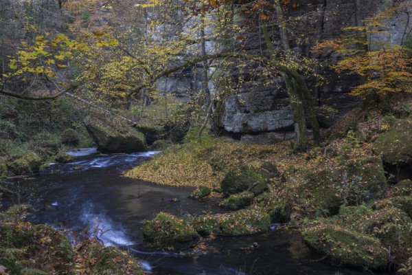 Flowing water with ferns and rocks in the Edmunds Gorge in autumn. River Kamnitz, Hrensko, Ustecky