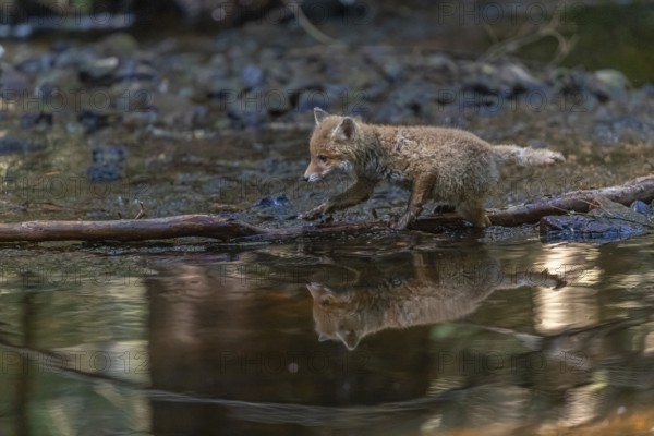 One young red fox, Vulpes vulpes, walking through a shallow forest creek in late light. Searching