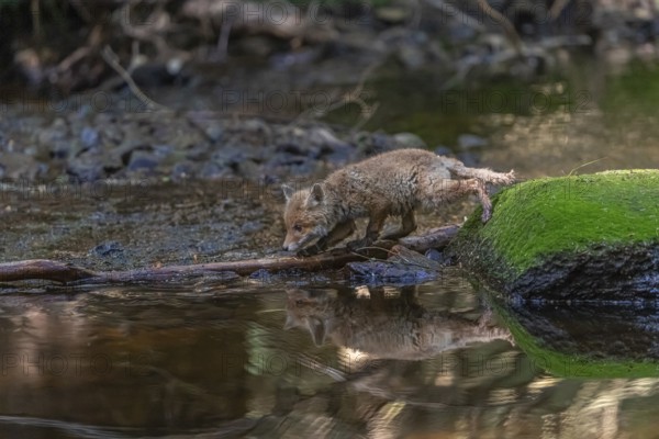 One young red fox, Vulpes vulpes, walking through a shallow forest creek in late light. Searching