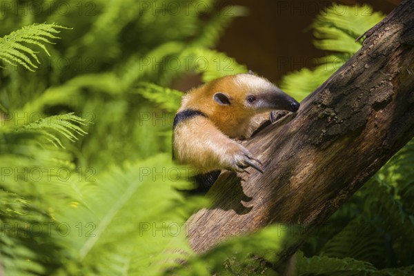 A southern tamandua (Tamandua tetradactyla), climbs up a tree in a forest