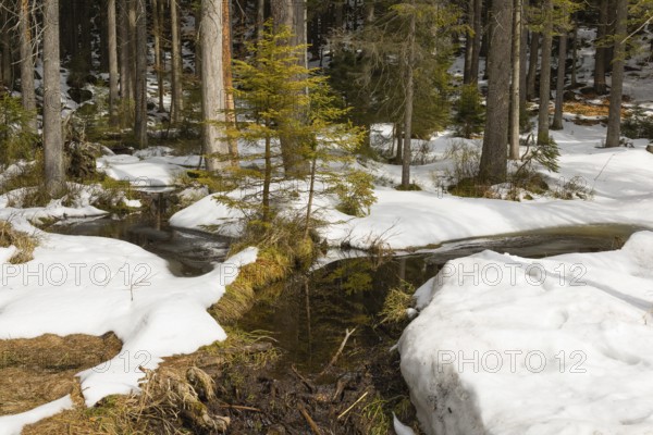 Lake Grosser Arbersee in late winter. The lake and the adjacent forest are snow covered. Germany,
