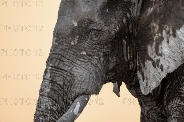 African elephant (Loxodonta africana), adult male, animal portrait, at sunset, Nxai Pan National