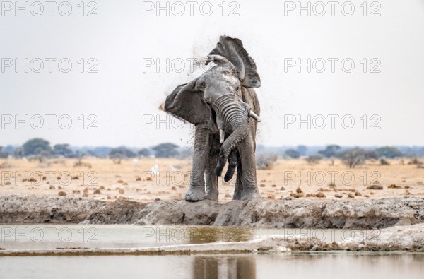 African elephant (Loxodonta africana), adult male, shaking with flapping ears, at the waterhole,