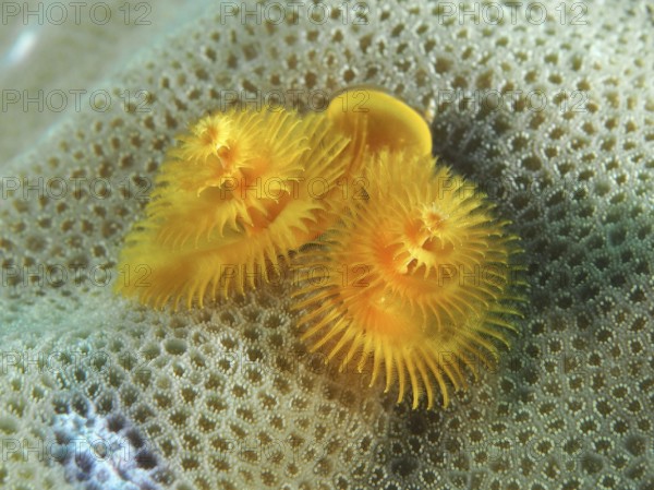 Yellow spiral worms, Indo-Pacific Christmas tree worm (Spirobranchus corniculatus), on a coral in