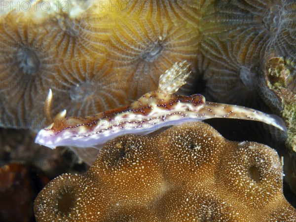 A nudibranch, volcanic star snail (Hypselodoris krakatoa), on corals, dive site Twin Reef,