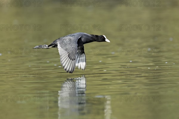 Eurasian Coot (Fulica atra), adult bird flying over the water, Flachsee, Canton Aargau,