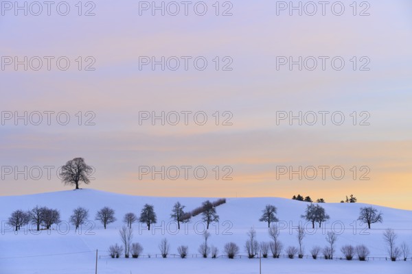 Winter landscape with snow-covered hills and trees under a pastel-coloured sunset, Menzingen, Zug,