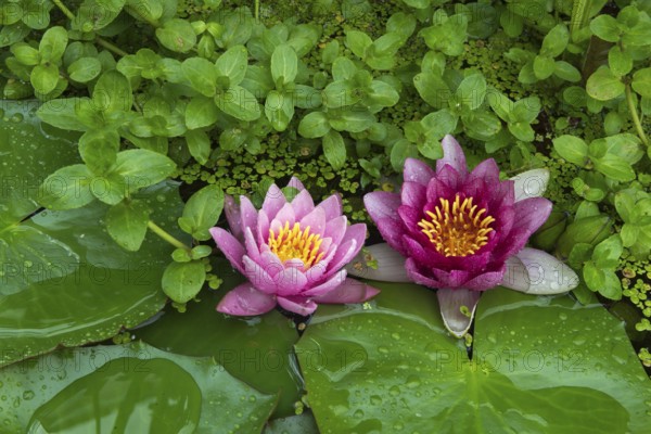 Red and pink water lilies (Nymphaea) on green leaves in a pond, duckweed, pink, Baden-Württemberg,