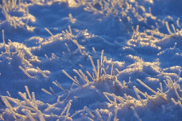 Frost-covered blades of grass in a blue winter landscape, winter, Wasserkuppe, Gersfeld, Rhön,